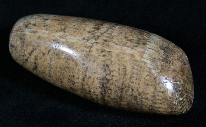 Polished Fossil Horn Coral - Morocco #13873